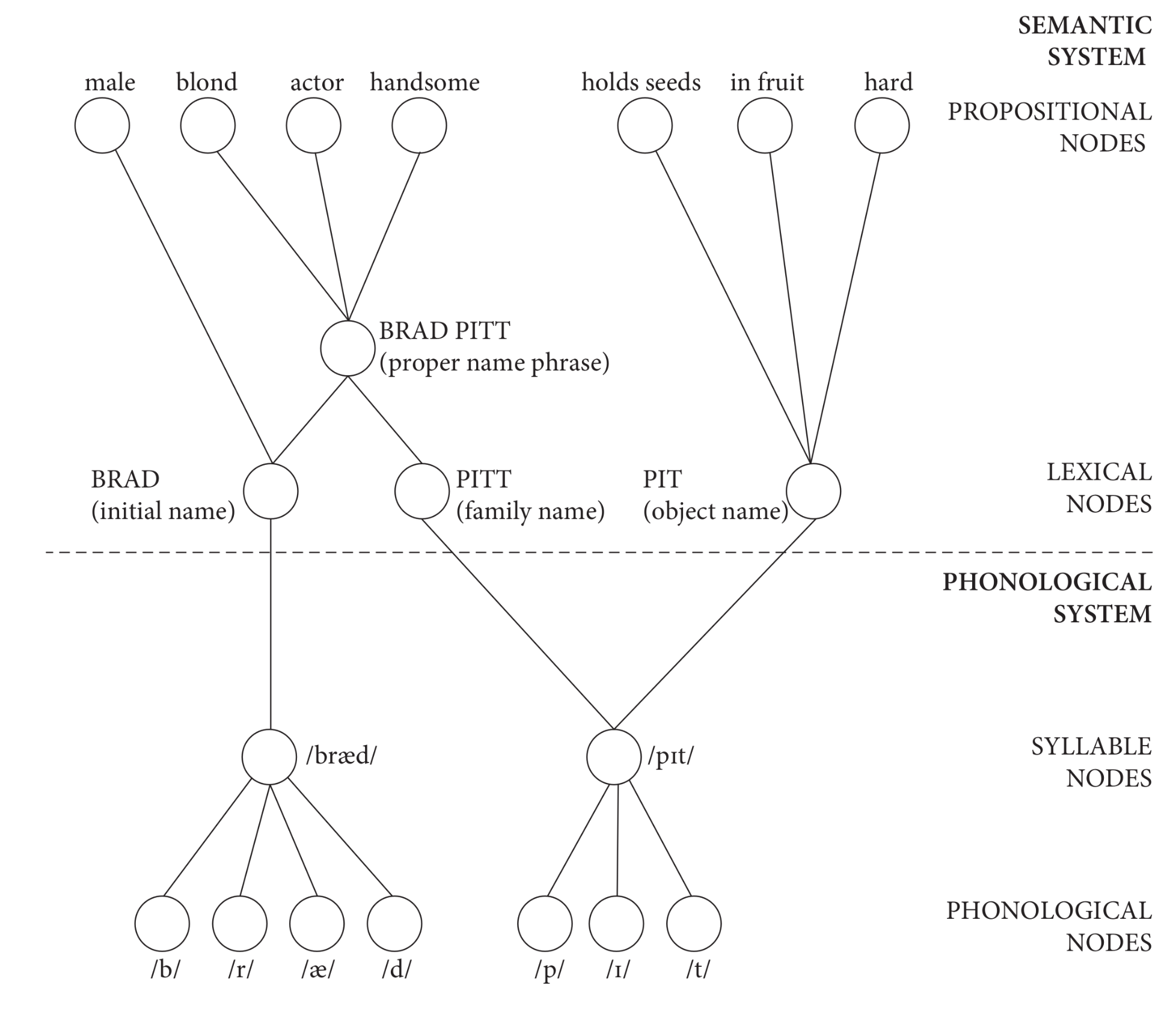 connection semantic and phonological systems